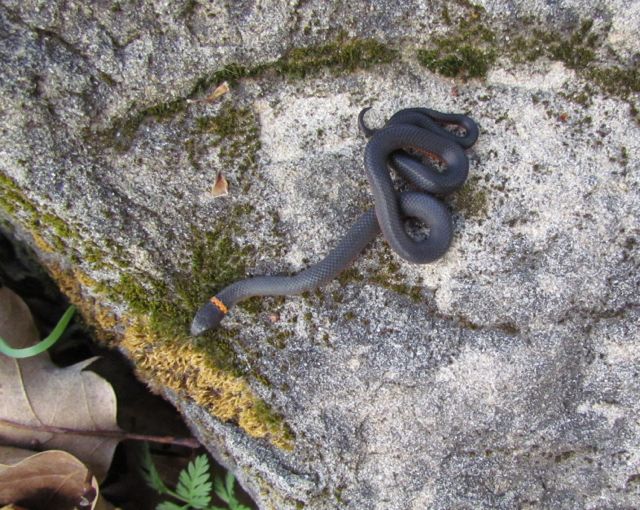 Ringneck Snake